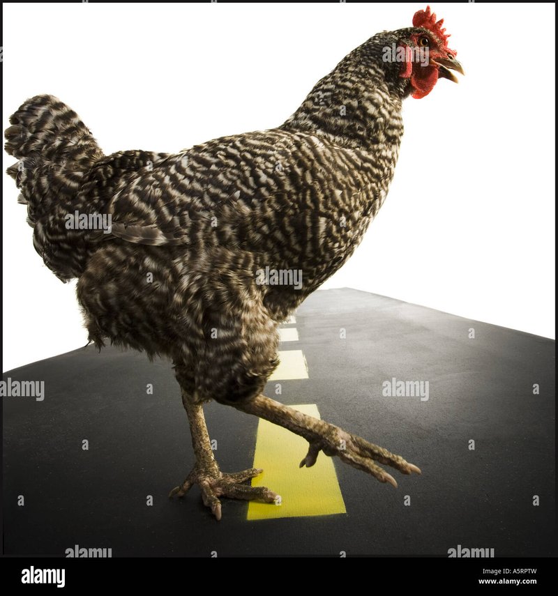 Chicken road oficial - Descubre el Juego de Azar de la Carretera del Pollo en España