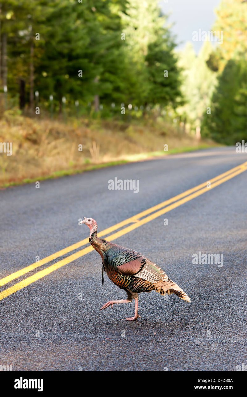Best chicken road deutschland in Germany